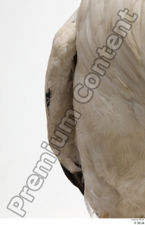 Black stork chest wing 0002.jpg